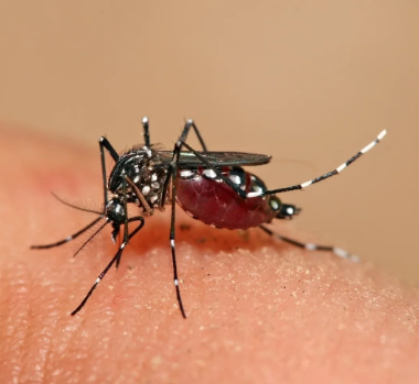 Vacina chega, mas dengue continua a crescer!
